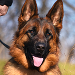 red and black german shepherd puppies for sale near me